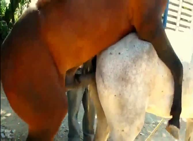 Horse porn with best Horse
